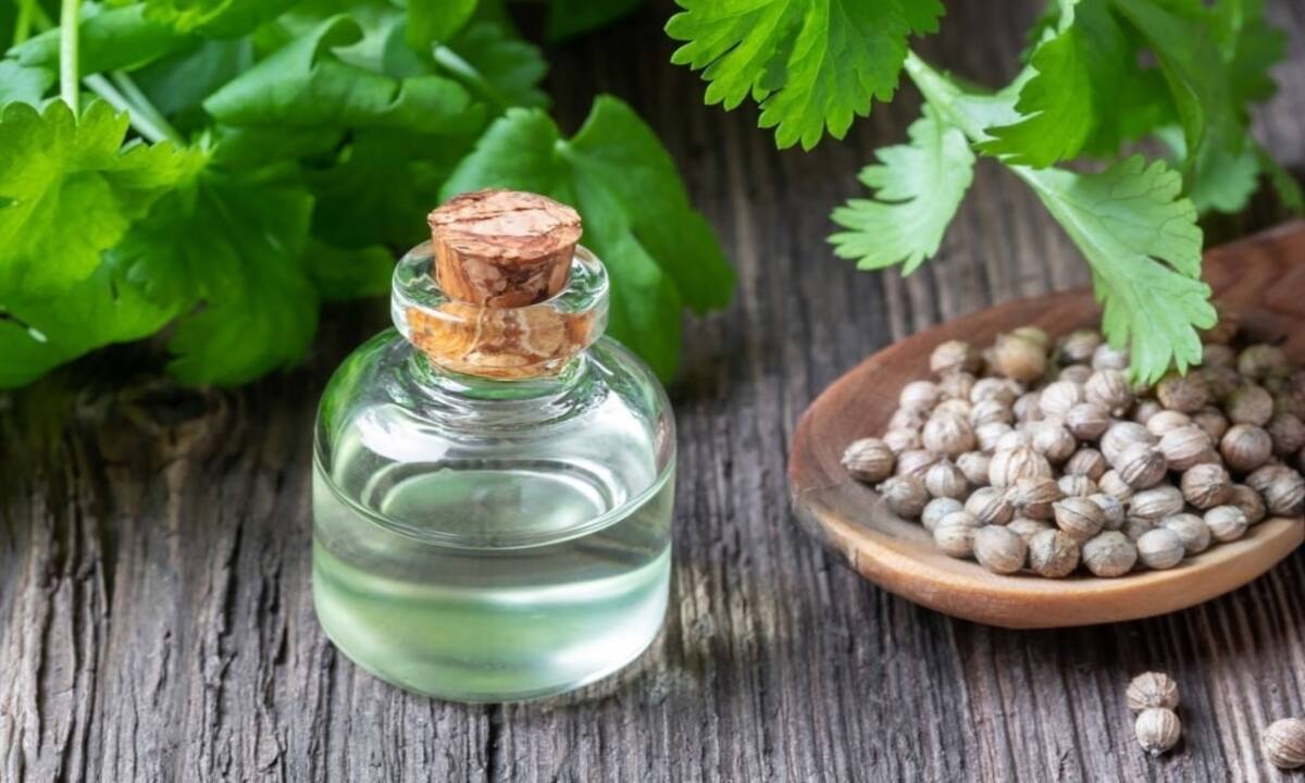 Benefits of Coriander Leaves : Coriander prevents hair fall and baldness