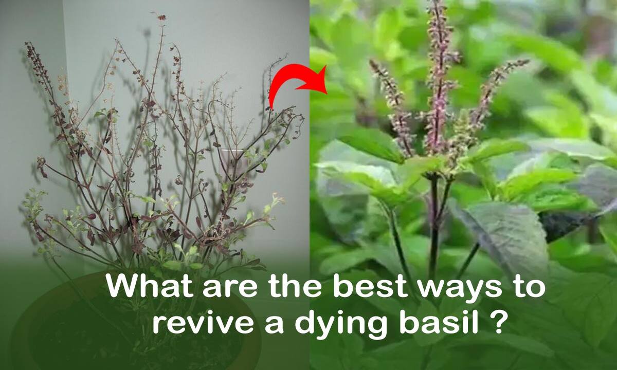 Tulsi Plant Dried? Vaastu Remedies : Has your basil plant dried up at home? What is it a sign of; Vastu remedies as well as causes of Tulsi plant decline in winter