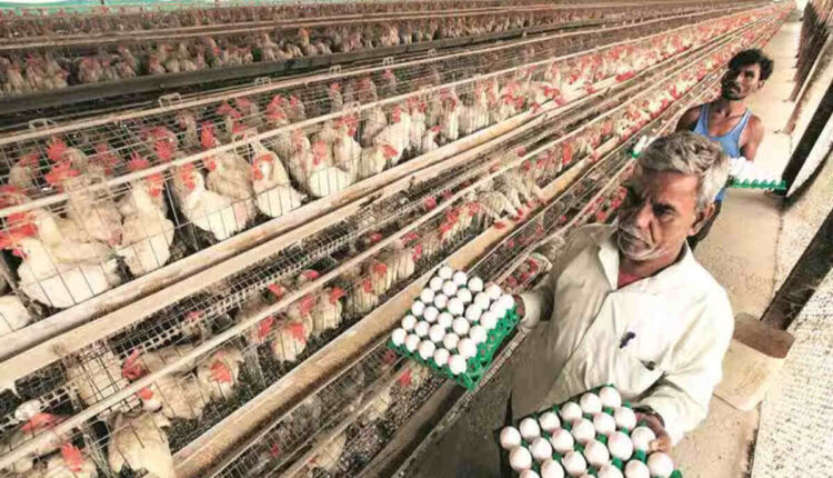 Poultry: Is Sri Lanka the reason for the rise in chicken and egg prices in India?