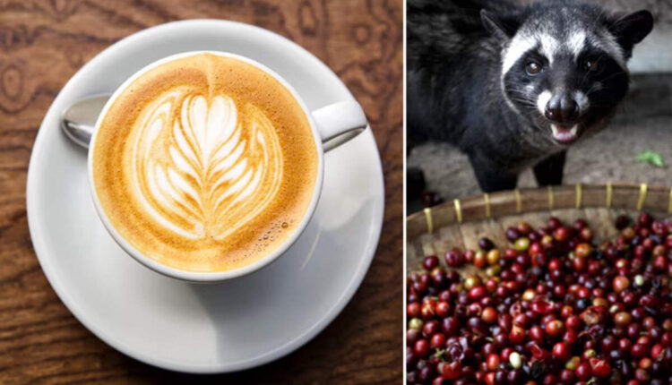 Luwak coffee: The price of a cup of coffee is 6 thousand! The nutrients in it are good for health, and the preparation is cheap