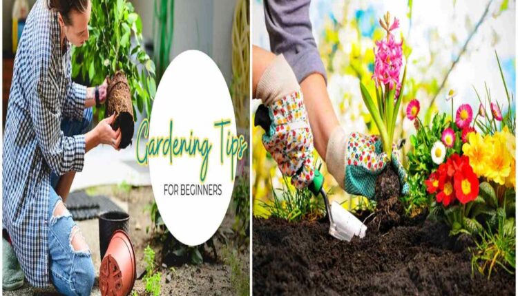 Whether you love gardening but don't know how to get started, learn these simple tips