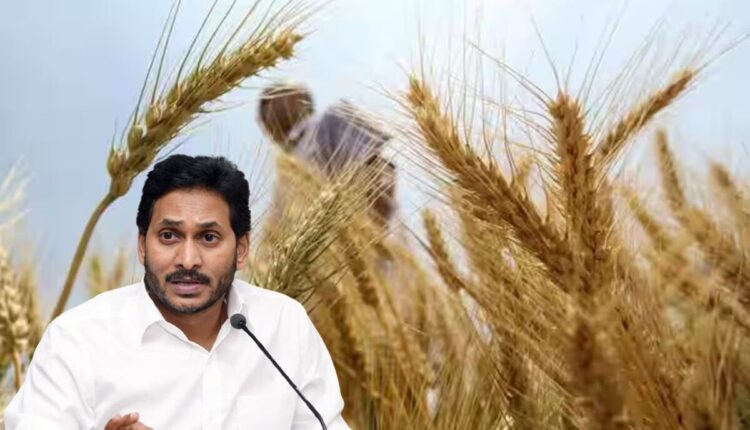 AP Government started Rabi crop procurement